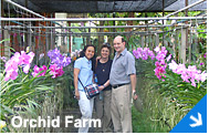 Orchid Farm pictures